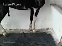 Beast Porn Video - Horny slut encourages horse let her engulf